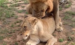 Female Lion Tells Male to Back Off