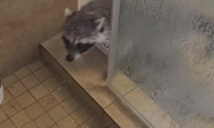 When Your Pet Raccoon Visits You in the Shower