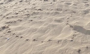 Pigeon's Footprints Create Beach Heart