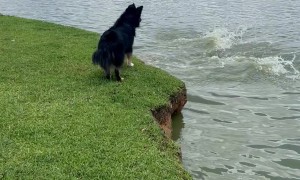 Capybaras Dive Away From Barking Dog