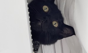 Cat Walks In The Ceiling