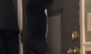 Nosy Cat Hangs On Door Window