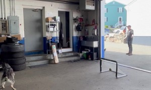 Heeler Scores Hockey Goal