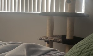 Tuxedo Cat Plays Early Morning Fetch