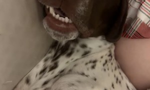 GSP Has Hilariously Unusual Sleep