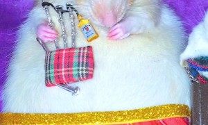Rat Is All Dressed Up and Ready to Play Bagpipes