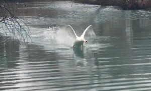 Territorial Swan Scares Guy Out of Pond