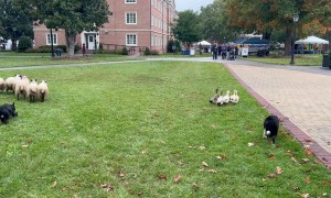 Border Collies Work Ducks And Sheep