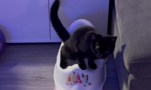 Black Cat Tinkles in Tiny Toilet