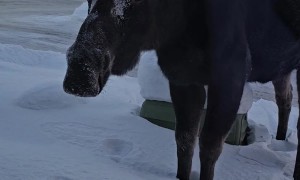 Moose Moseys Up To Window
