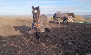 Cheeky Young Horse Bites Owner