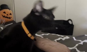 Black Cat Shakes His Head