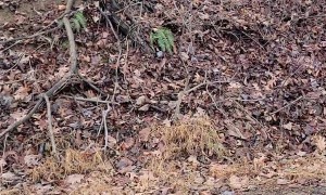A Pufferfish On The Mountain
