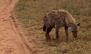Hyena Making Its Signature Call