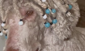 Poodle With Beaded Dreads