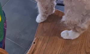 Partially Shaved Cat Shares His Opinions