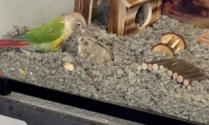 Parrot Wants Nothing To Do With Hamster