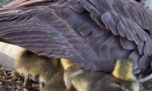 Goslings Keep Warm Under Mom's Wing
