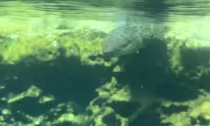 Crocodile Follows Photographer