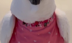 Cockatoo Valentine Catwalk