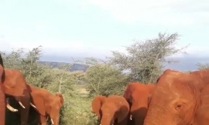 Elephant Herd Grazes Peacefully