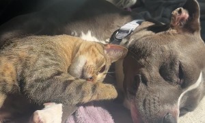 Cats And Dogs Can Be Friends