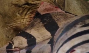 A Lioness Eats Her Fill