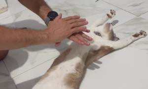 When Your Cat Dreams of Becoming an Actor