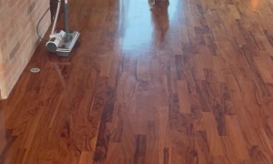 Frenchie Skedaddles Adorably After His Owner