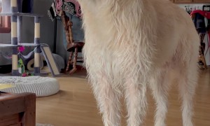 Dramatic Doggo Howls for Attention