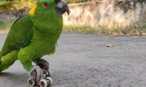 Parrot Shows Off Roller-Skating Skills