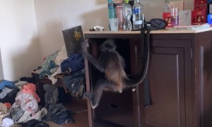 Monkey Invites Itself Into Hotel Room