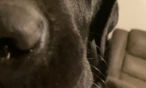 Pupper Caught Being Naughty