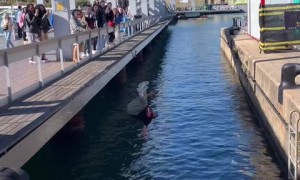 This Parkour stunt was an epic fail 