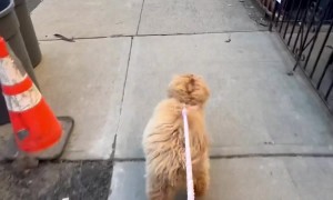 Spreading Joy One Hop at a Time