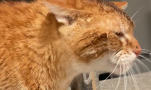 Orange Cat Sits Under Running Faucet to Get a Drink