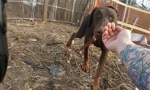 Police rescue dog with snout zip-tied