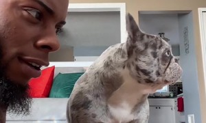 Creme The Pup Sings Happy Birthday