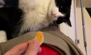 Cat Resoundly Rejects Slice of Orange