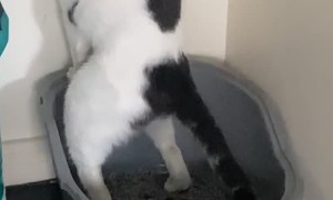 Cat Stands Up to Defecate