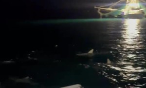 Shark Frenzy Off Key West