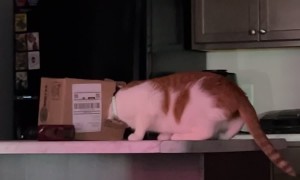 Cat Gets Head Stuck in Cardboard Box