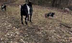 Pig Retaliate Against Goat's Bullying