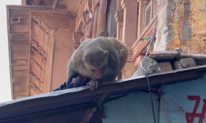 Crowd Confronts Monkey Thieves