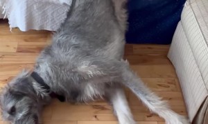 Irish Wolfhound Slides Off Couch