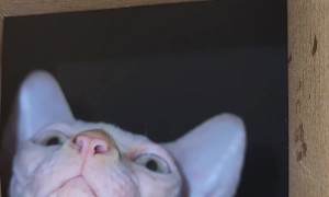 Sphynx Cat Reaches Into Box