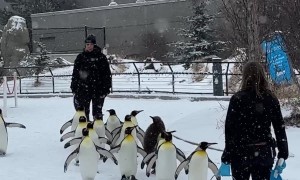 Watching The Penguins Waddle
