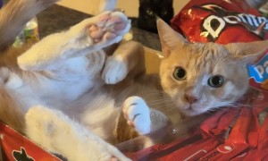 Cat Is One Of The Noodles