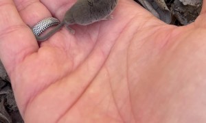 Taming The Tiny Shrew