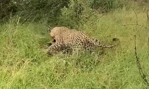 Playful Exchange Between Two Leopards